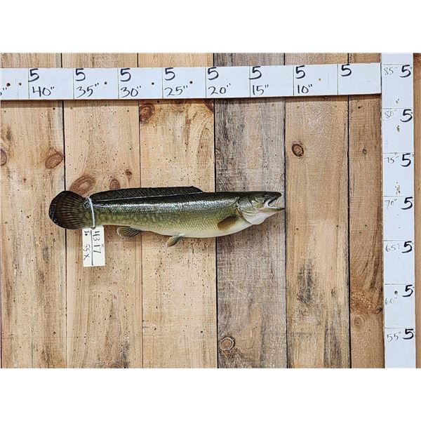 27" Bowfin AKA Dogfish Real Skin Fish Taxidermy