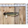 Image 1 : 27" Bowfin AKA Dogfish Real Skin Fish Taxidermy