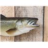 Image 2 : 27" Bowfin AKA Dogfish Real Skin Fish Taxidermy