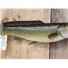 Image 3 : 27" Bowfin AKA Dogfish Real Skin Fish Taxidermy