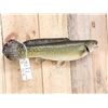 Image 4 : 27" Bowfin AKA Dogfish Real Skin Fish Taxidermy