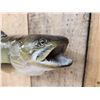 Image 6 : 27" Bowfin AKA Dogfish Real Skin Fish Taxidermy
