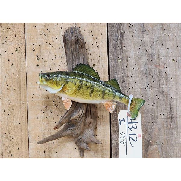 11" Yellow Perch Real Skin Fish Taxidermy