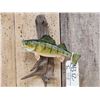 Image 1 : 11" Yellow Perch Real Skin Fish Taxidermy