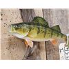 Image 2 : 11" Yellow Perch Real Skin Fish Taxidermy