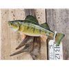 Image 3 : 11" Yellow Perch Real Skin Fish Taxidermy