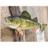 Image 4 : 11" Yellow Perch Real Skin Fish Taxidermy