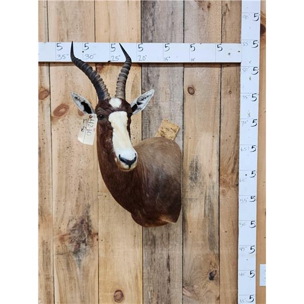 African Blesbok Shoulder Mount Taxidermy