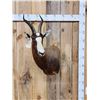 Image 1 : African Blesbok Shoulder Mount Taxidermy