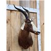 Image 4 : African Blesbok Shoulder Mount Taxidermy