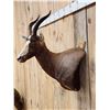 Image 5 : African Blesbok Shoulder Mount Taxidermy