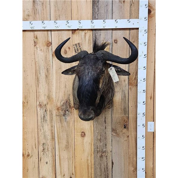 African Cookson's Blue Wildebeest Shoulder Mount Taxidermy
