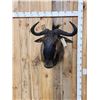 Image 1 : African Cookson's Blue Wildebeest Shoulder Mount Taxidermy