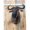 Image 2 : African Cookson's Blue Wildebeest Shoulder Mount Taxidermy