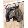 Image 3 : African Cookson's Blue Wildebeest Shoulder Mount Taxidermy
