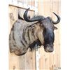 Image 4 : African Cookson's Blue Wildebeest Shoulder Mount Taxidermy