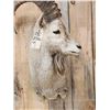 Image 2 : Alpine Or Siberian Ibex Shoulder Mount Taxidermy
