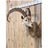 Image 3 : Alpine Or Siberian Ibex Shoulder Mount Taxidermy