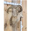 Image 5 : Alpine Or Siberian Ibex Shoulder Mount Taxidermy