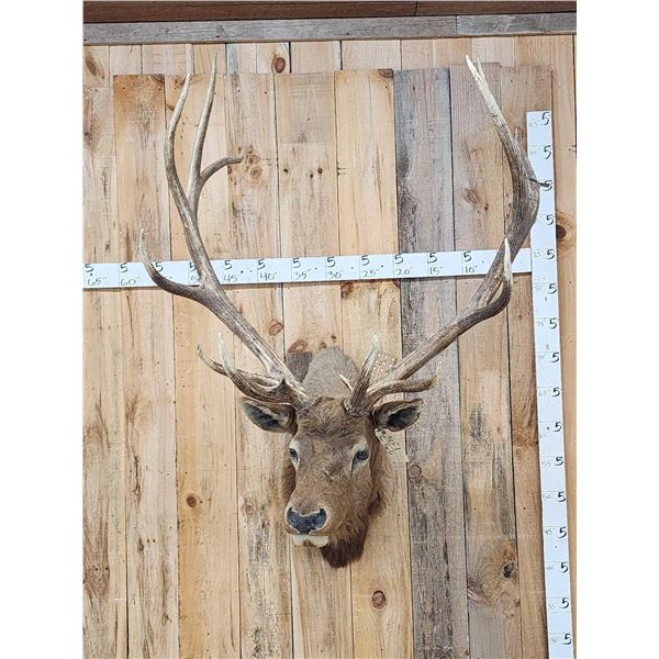 Vintage 6x6 Elk Shoulder Mount Taxidermy