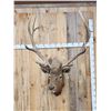 Image 1 : Vintage 6x6 Elk Shoulder Mount Taxidermy