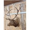 Image 2 : Vintage 6x6 Elk Shoulder Mount Taxidermy