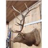 Image 3 : Vintage 6x6 Elk Shoulder Mount Taxidermy