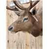 Image 4 : Vintage 6x6 Elk Shoulder Mount Taxidermy