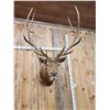 Image 5 : Vintage 6x6 Elk Shoulder Mount Taxidermy