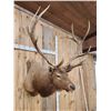 Image 6 : Vintage 6x6 Elk Shoulder Mount Taxidermy