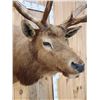 Image 7 : Vintage 6x6 Elk Shoulder Mount Taxidermy