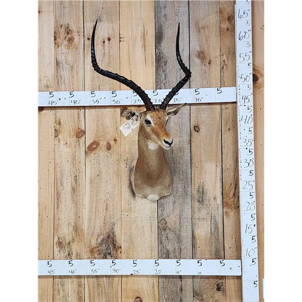 Trophy Class African Impala Shoulder Mount Taxidermy