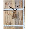 Image 1 : Trophy Class African Impala Shoulder Mount Taxidermy