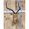 Image 2 : Trophy Class African Impala Shoulder Mount Taxidermy