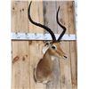 Image 3 : Trophy Class African Impala Shoulder Mount Taxidermy