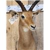 Image 4 : Trophy Class African Impala Shoulder Mount Taxidermy
