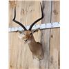Image 5 : Trophy Class African Impala Shoulder Mount Taxidermy