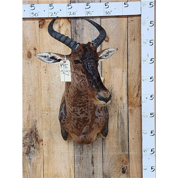 African Tsessebe Shoulder Mount Taxidermy