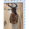 Image 1 : African Tsessebe Shoulder Mount Taxidermy