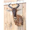 Image 2 : African Tsessebe Shoulder Mount Taxidermy