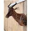 Image 3 : African Tsessebe Shoulder Mount Taxidermy
