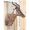 Image 4 : African Tsessebe Shoulder Mount Taxidermy