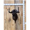Image 1 : African Black Wildebeest Shoulder Mount Taxidermy