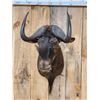 Image 2 : African Black Wildebeest Shoulder Mount Taxidermy