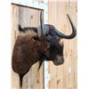 Image 4 : African Black Wildebeest Shoulder Mount Taxidermy