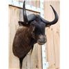 Image 5 : African Black Wildebeest Shoulder Mount Taxidermy