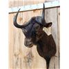 Image 6 : African Black Wildebeest Shoulder Mount Taxidermy