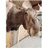 Image 10 : GIANT Alaskan Moose Shoulder Mount Taxidermy