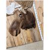 Image 11 : GIANT Alaskan Moose Shoulder Mount Taxidermy