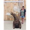 Image 12 : GIANT Alaskan Moose Shoulder Mount Taxidermy